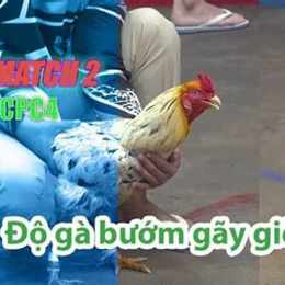 đá gà thomo 28 7 c3