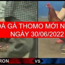 đá gà thomo 30 tháng 6 năm 2024
