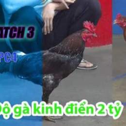 đá gà thomo 4 3 2023