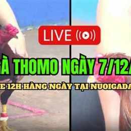 đa gà thomo 4 7 2022