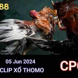 đá gà thomo 5 7 2023