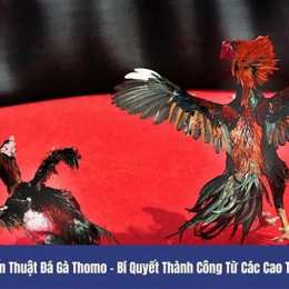 đá gà thomo 7 6 2024