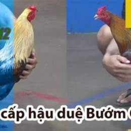 đá gà thomo 8 12 trận 44