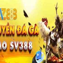 đá gà thomo 888 hôm nay