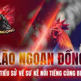 đá gà thomo bảo sting và hoàng phi hải