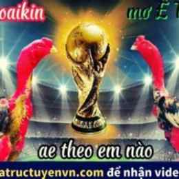 đá gà thomo bịp roykin và mơ ê tô