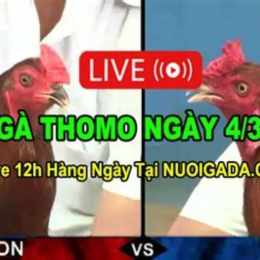 đá gà thomo c3 30/3