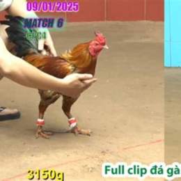 đá gà thomo c4 12 6