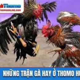 đá gà thomo hôm nay trận 17