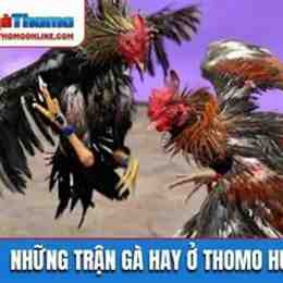 đá gà thomo hôm nay trận 54