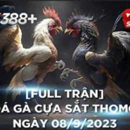 đá gà thomo hôm nay.net