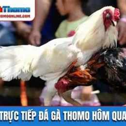 đá gà thomo hôm qua c1 c2 c3 c4