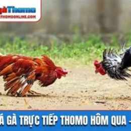đá gà thomo hôm qua trận 54