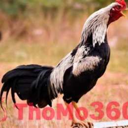 đá gà thomo linh kê 9 cựa