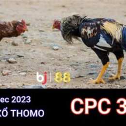 đá gà thomo ngày 11 tháng 7 năm 2023