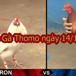 đá gà thomo ngày 14 thắng 04