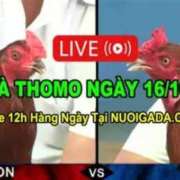 đá gà thomo ngày 16 tháng 10 năm 2024