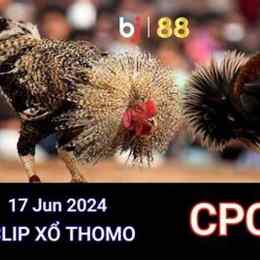 đá gà thomo ngày 17/7/2024