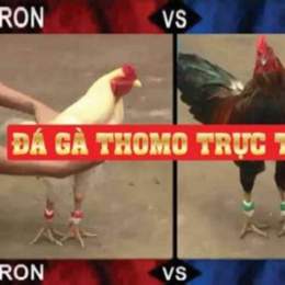 đá gà thomo ngày 19 tháng 9