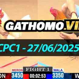 đá gà thomo ngày 27 thắng 7