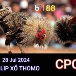 đá gà thomo ngày 28 tháng 6 năm 2024