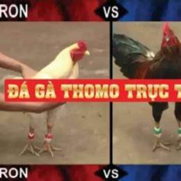 đá gà thomo ngày 31 tháng 7 năm 2023