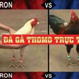 đá gà thomo ngày 31 tháng 7 năm 2024