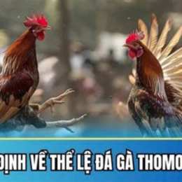 đá gà thomo ngày 31 thắng 8