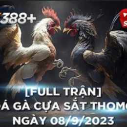 đá gà thomo ngày mùng 8 tháng 7