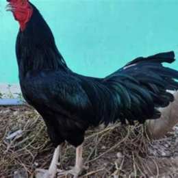 đá gà thomo ô chân trắng đuôi lao