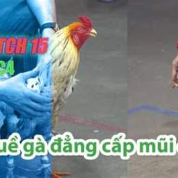 đá gà thomo trận 15 c3