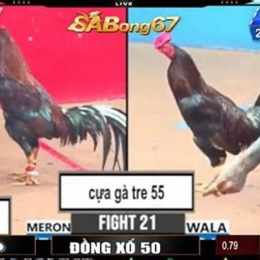 đá gà thomo trận 21 c3 đăng black