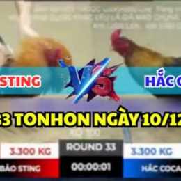 đá gà thomo trận 33 hôm nay
