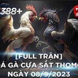 đá gà thomo trận 44 c3