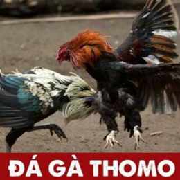 đá gà thomo trận 44 ngày 5 tháng 12 nam 2022