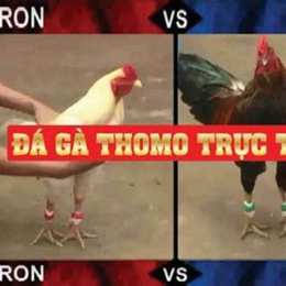 đá gà thomo trận 50 ngày 8 tháng 7
