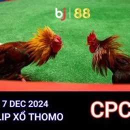 đá gà thomo trực tiếp c