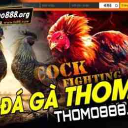 da ga thomo truc tiep thomo