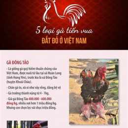 da ga tien ty o campuchia