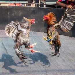 đá gà tổng hợp