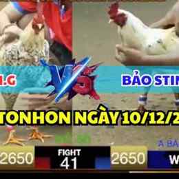 đá gà tonhon hôm nay bảo sting