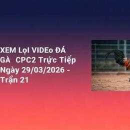 đá gà trận 21 ngày 29 2 2024