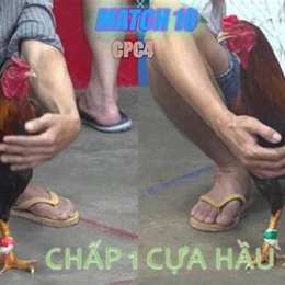 đá gà trần 22 c4