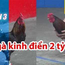 đá gà trận 26 c1