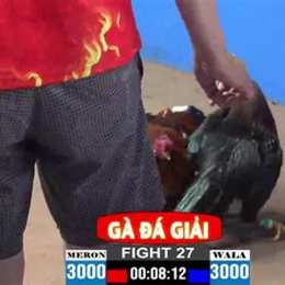 đá gà trận 27 c2