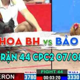 đá gà trận 44 ngày 5/12