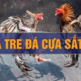đá gà tre cua sat 2020