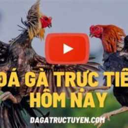 da ga truc binh luan vien
