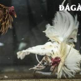 da ga truc tep 67