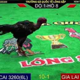 đá gà trực tiếp 3/5/2023